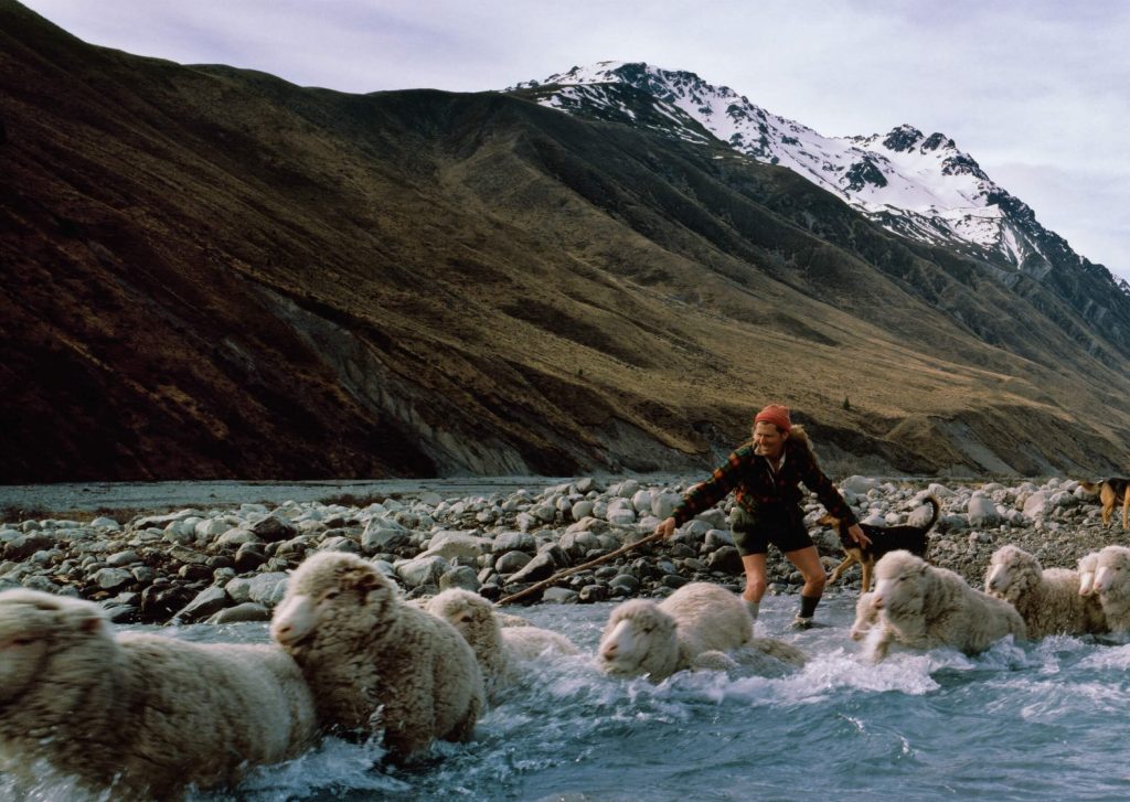 Dreamwool Merino Sheep Crossing River
